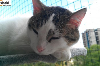 Siatki Pyskowice - Siatka sznurkowa na balkon dla kota dla terenów Pyskowic